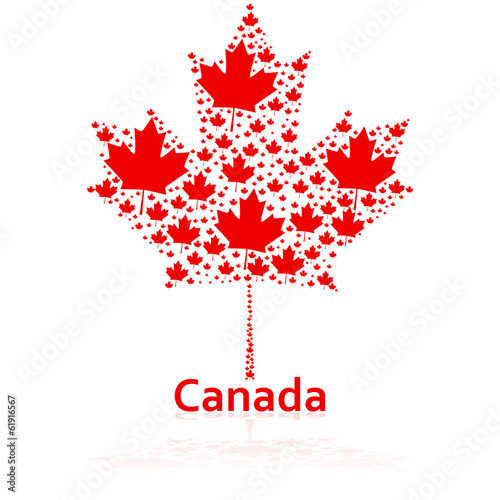 Vector: Canadian maple leaf Canadian maple leaf