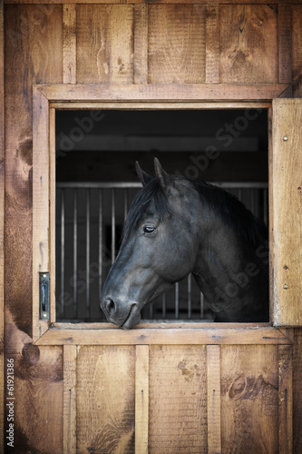 Photo: Horse in stable Horse in stable