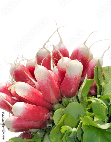 Photo: radis roses radis roses