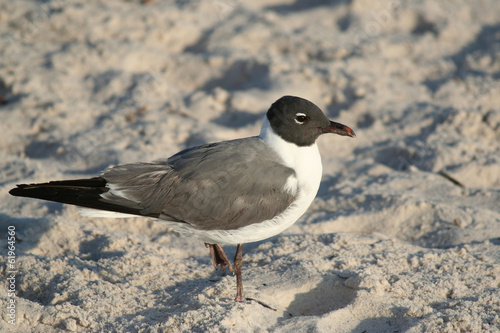 Photo: Laughing Gull standing on the sand Laughing Gull standing on the sand