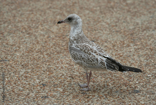 Photo: Juvenile Seagull standing on the sidewalk Juvenile Seagull standing on the sidewalk