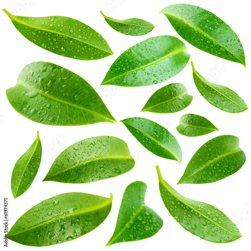 Photo: Collage of beautiful green leaves isolated on white Collage of beautiful green leaves isolated on white