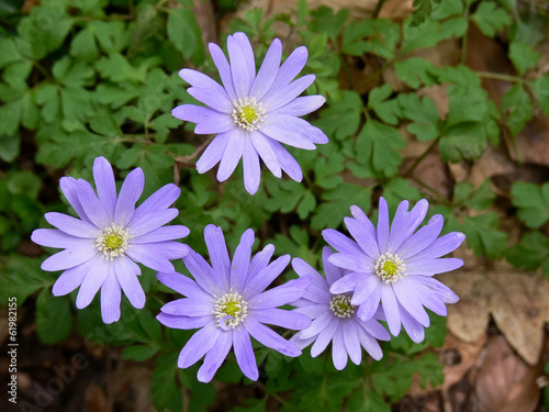 Photo: Anemone apennina Anemone apennina