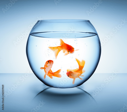Photo: goldfish in recycle concept goldfish in recycle concept