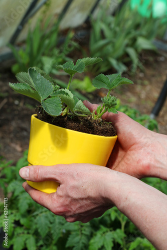 Photo: Strawberry seedling in flowerpot Strawberry seedling in flowerpot