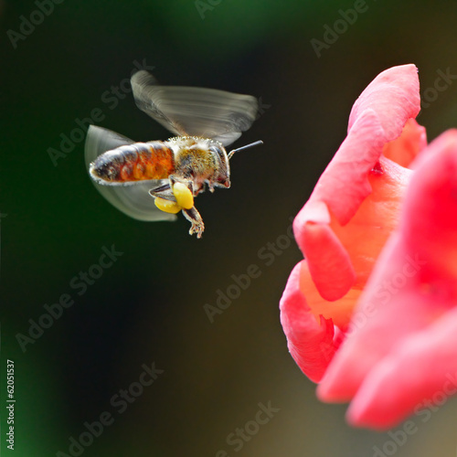 Photo: honey bee collects nectar honey bee collects nectar