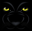 panther eyes panther eyes