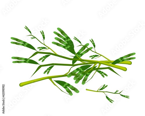 Vector: Fresh Water Mimosa on A White Background Fresh Water Mimosa on A White Background