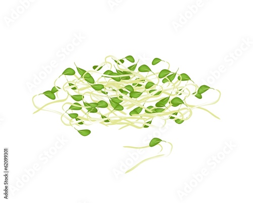 Vector: Fresh Mung Beans Sprouts on White Background Fresh Mung Beans Sprouts on White Background