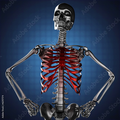 Illustration: human skeleton model human skeleton model