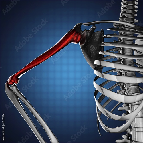 Illustration: human skeleton model human skeleton model