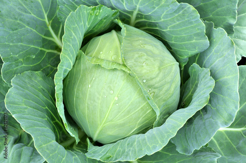 Photo: close-up of fresh cabbage close-up of fresh cabbage