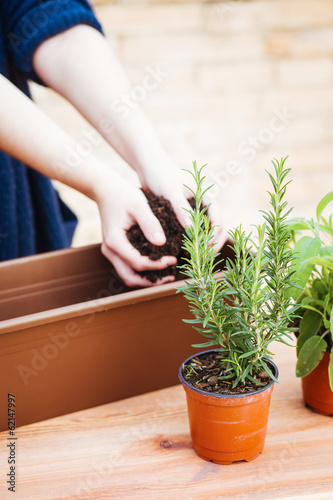 Photo: Hands pouring soil on a pot Hands pouring soil on a pot