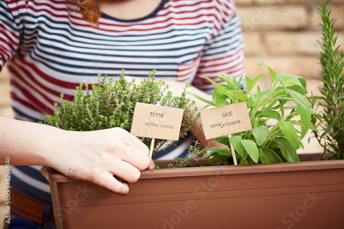 Photo: Thyme and sage plants on urban garden Thyme and sage plants on urban garden