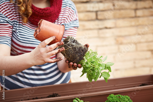 Photo: Young woman's hands transplanting mint Young woman's hands transplanting mint