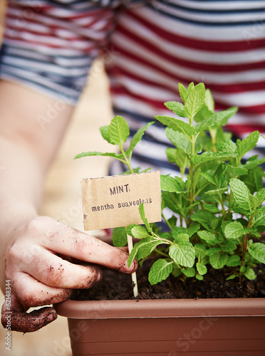 Photo: Mint plant on urban garden Mint plant on urban garden