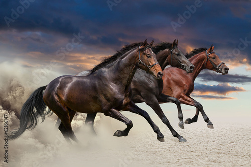 Fototapeta Horses running at a gallop along the sandy field