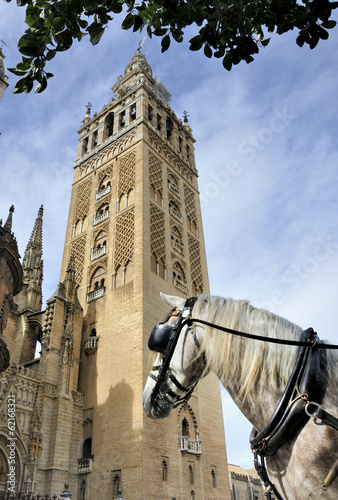 Photo: Horse in front of the Seville Cathedral Horse in front of the Seville Cathedral