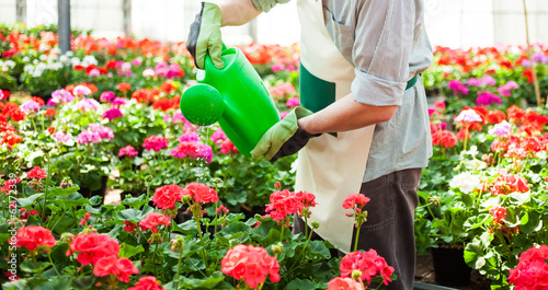 Photo: Greenhouse worker Greenhouse worker