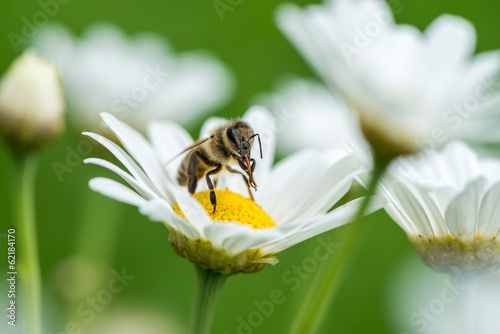 Photo: Honeybee on Daisy Honeybee on Daisy