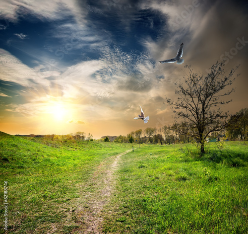 Photo: Country road and birds Country road and birds