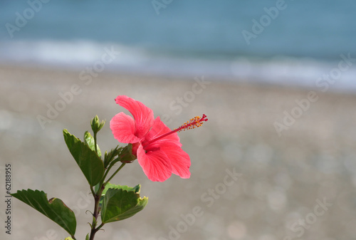 Photo: Hibiscus flower by the Beach Hibiscus flower by the Beach