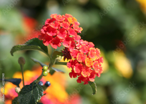 Photo: Red and Yellow Lantana flowers Red and Yellow Lantana flowers