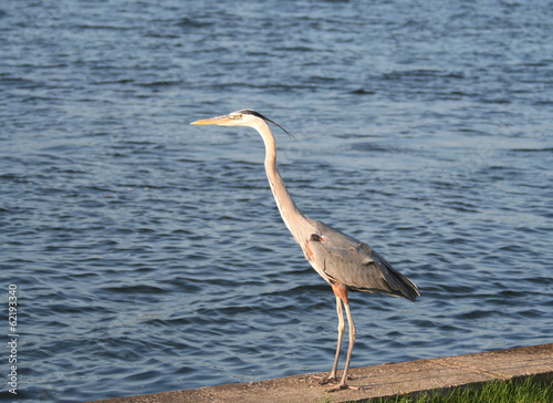 Photo: Heron Bird Standing by the Ocean Heron Bird Standing by the Ocean