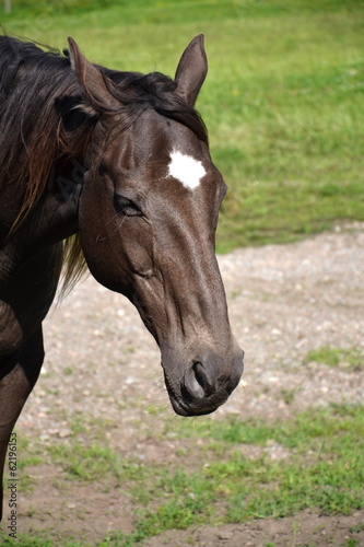 Photo: Horse Horse