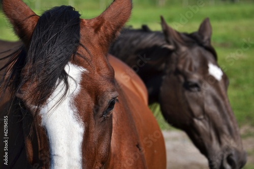 Photo: Horses on a meadow Horses on a meadow