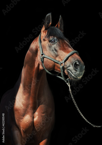 Photo: portrait of beautiful sportive stallion at black background portrait of beautiful sportive stallion at black background