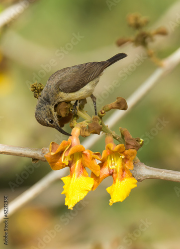 Photo: Female Beautiful Sunbird piercing a flower for nectar Female Beautiful Sunbird piercing a flower for nectar