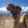 Happy Camel Face in desert Happy Camel Face in desert