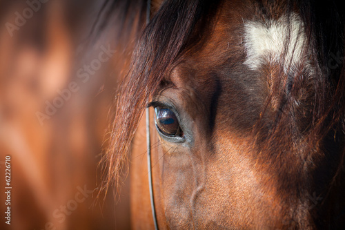 Photo: Eye of bay horse closeup Eye of bay horse closeup