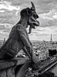 gargoyles on Notre Dame in Paris gargoyles on Notre Dame in Paris