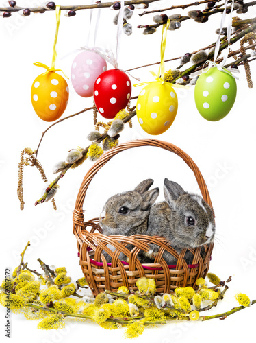 Photo: two little rabbits in a basket and spring branch two little rabbits in a basket and spring branch
