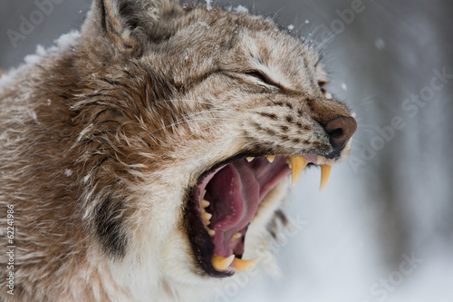 European Lynx in the snow with mouth open showing teeth - 62241986
