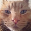 leon face leon face