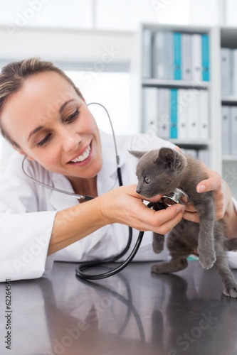 Photo: Veterinarian checking kitten with stethoscope Veterinarian checking kitten with stethoscope