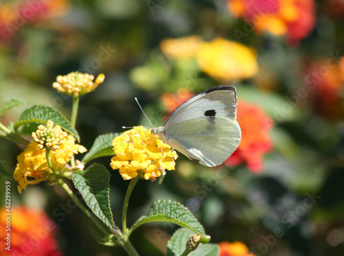 Photo: Cabbage White Butterfly on Yellow Lantana Flower Cabbage White Butterfly on Yellow Lantana Flower