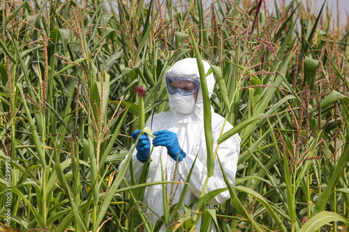 Photo: gmo - profesional in coveralls examining corn cob on field gmo - profesional in coveralls examining corn cob on field