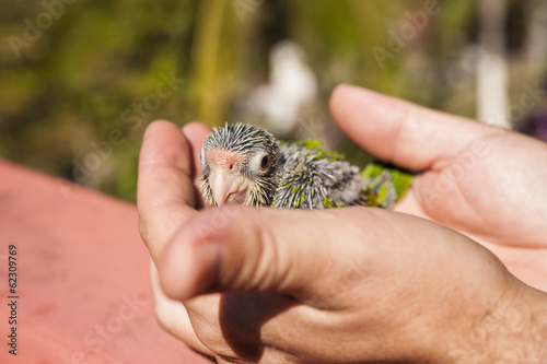 Photo: Young Orange-fronted Parakeet Young Orange-fronted Parakeet
