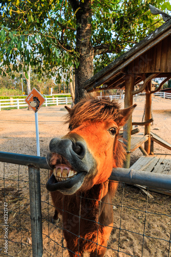 Photo: Horse smiling Horse smiling