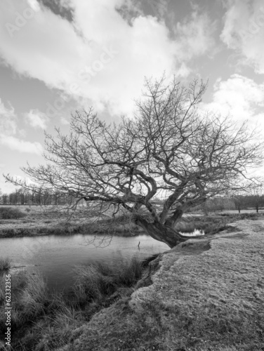  Black and White image of an old Tree by a pond