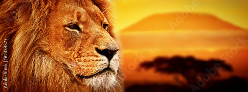 Lion portrait on savanna. Mount Kilimanjaro at sunset. Safari - 62334577