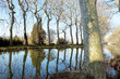 Canal du Midi, Lauragais, platanes Canal du Midi, Lauragais, platanes