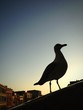 Venice, seagull silhouette Venice, seagull silhouette