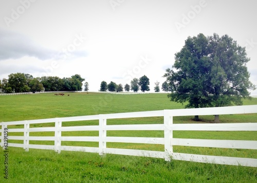 Instant Collection: Horse farm, country summer landscape Horse farm, country summer landscape