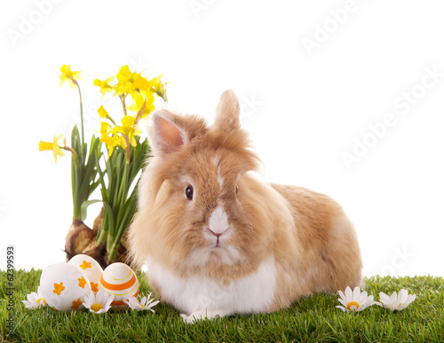 Photo: Osterhase Osterhase