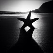 starfish starfish